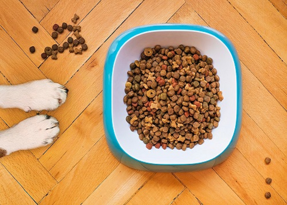 Best Dog Dry Food